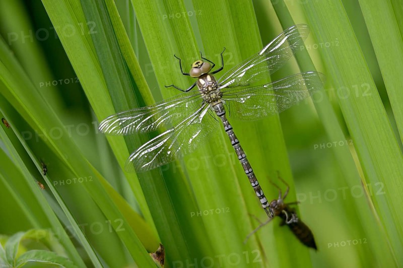 Aeshna cyanea, blue-green mosaic maiden, southern hawker, anisoptera, dragonflies, exuvia, imago, insects, dragonflies, odonata, hatching, hatching