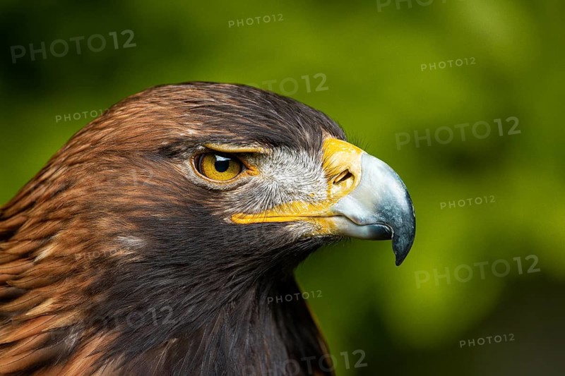 Side-view portrait of an eagle, characterised by intense eye contact, golden eagle (Aquila chrysaetos), adult, animal portrait, in winter, Bohemian Forest, Czech Republic