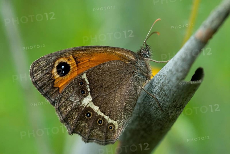 Bathsheba maniola, Pyronia bathsheba, Spanish oxeye, Spanish gatekeeper, butterfly, extremadura, insects, butterfly, Spain, butterflies