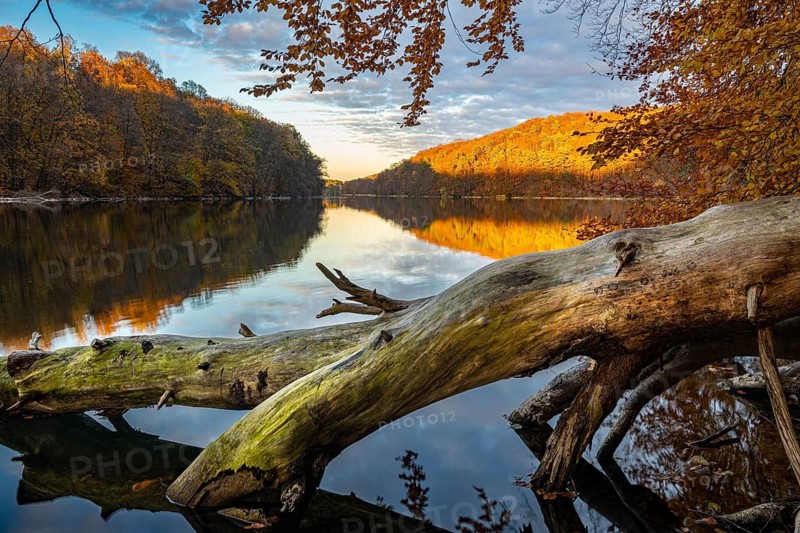 Supported tree on the banks of Schmale Luzin in the Mecklenburg Lake Range in the evening in autumn, Feldberg Lake District, Mecklenburg-Western Pomerania, Germany