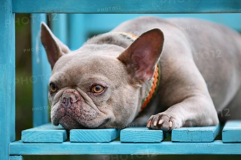 Lilac brindle French Bulldog with yellow eyes wearing paracord collar lying on blue bench