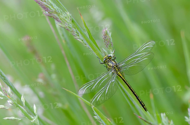 Rivermaids, Gomphidae, Gomphus Pulchellus, Wedgemaid, Western Clubtail, Western Wedge Maiden, Anisoptera, Damselflies, Dragonflies, Insects, Dragonflies, Odonata