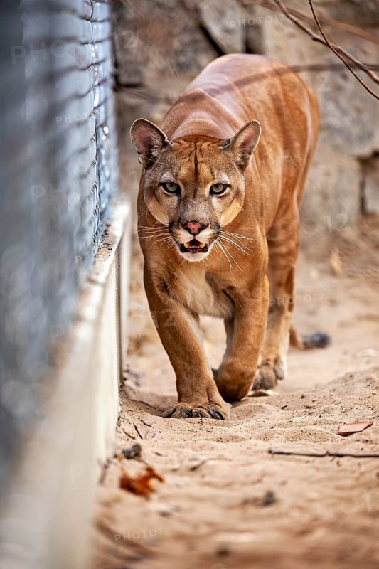 A Cougar stands, looking focused, on sandy ground next to a fence in a natural setting, a mountain lion, or Cougar, in an enclosure in Petrolina, Brazil (Cougar concolor)