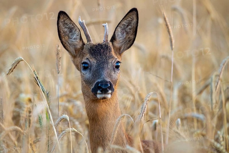 Roe deer (Capreolus capreolus), Vechta, Lower Saxony, Germany