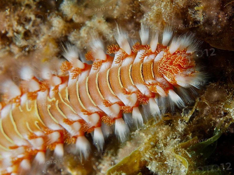 Close-up of a bristle worm, the fire bristle worm (Hermodice carunculata), showing fine structures, dive site: El Cabron Marine Protected Area, Arinaga, Gran Canaria, Spain, Europe, Atlantic Ocean