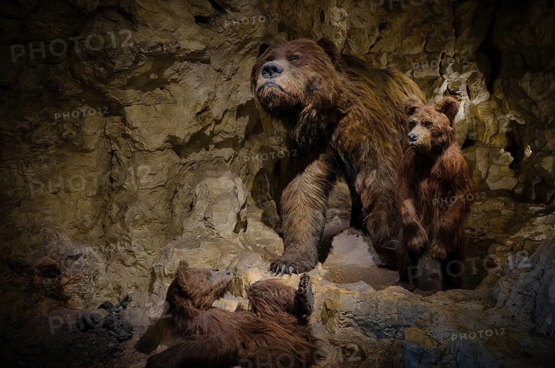 Interior photograph, exhibit cave bear (Ursus spelaeus) with cubs in a cave, Naturkundemuseum Stuttgart, Museum am Löwentor, Stuttgart, Baden-Württemberg, Germany