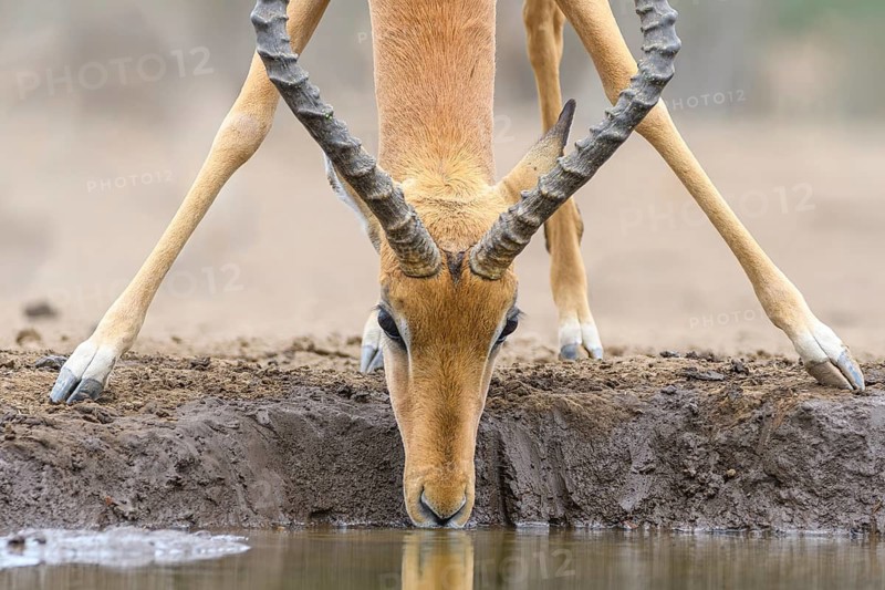 Impala ram, (Aepyceros melampus), drinking at a watering hole, Mashatu Game Reserve, Botswana