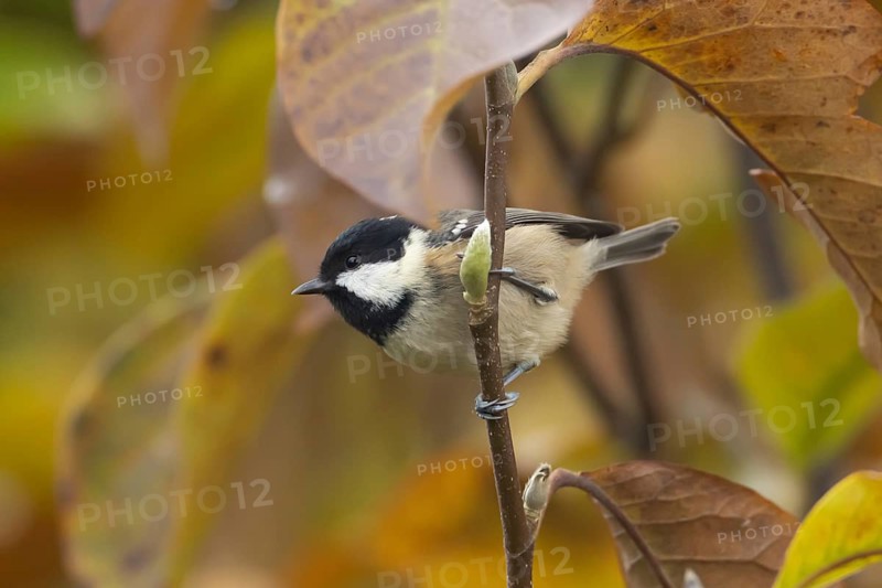 Coal tit (Periparus ater) adult garden bird in a magnolia tree with autumn colour leaves, England, United Kingdom