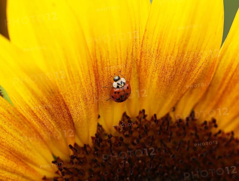 A close-up of a ladybird perched on the petals of a yellow sunflower, seven-spot ladybird (Coccinella septempunctata), an adult beetle perched on a sunflower