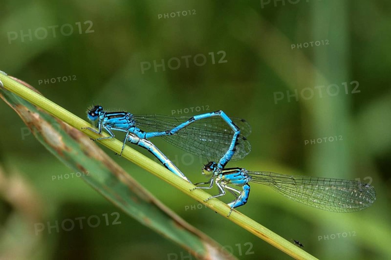 Coenagrion Mercuriale, Helmet Azuremaid, Southern Damselfly, Couple, Damselflies, Dragonflies, Female, Insects, Leo, Dragonflies, Male, Mating Wheel, Male, Odonata, Mating Wheel, Female, Zygoptera