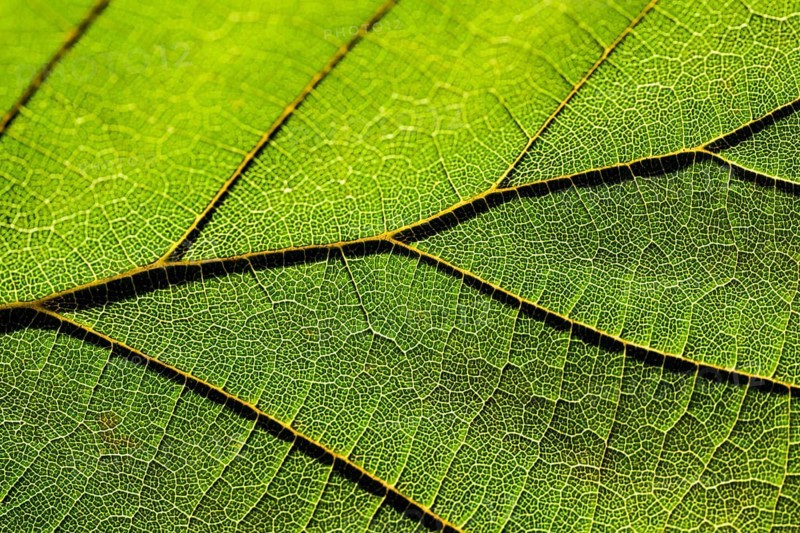Close-up of the Red Zellernut, red-leaved hazel or cobnut, red-leaved Zellernuss, Corylus avellana