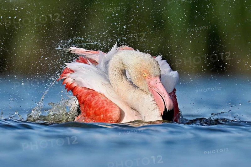 A greater flamingo (Phoenicopterus roseus) bathing in a pond, Camargue Regional Nature Park, southern France