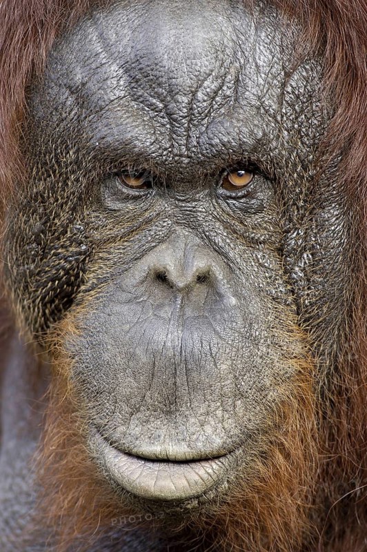 Animals, mammals, monkeys, great apes, orangutan, Sumatran orangutan (Pongy pygmaeus abelii), primates, Animals, Mammals, Sumatra, Indonesia