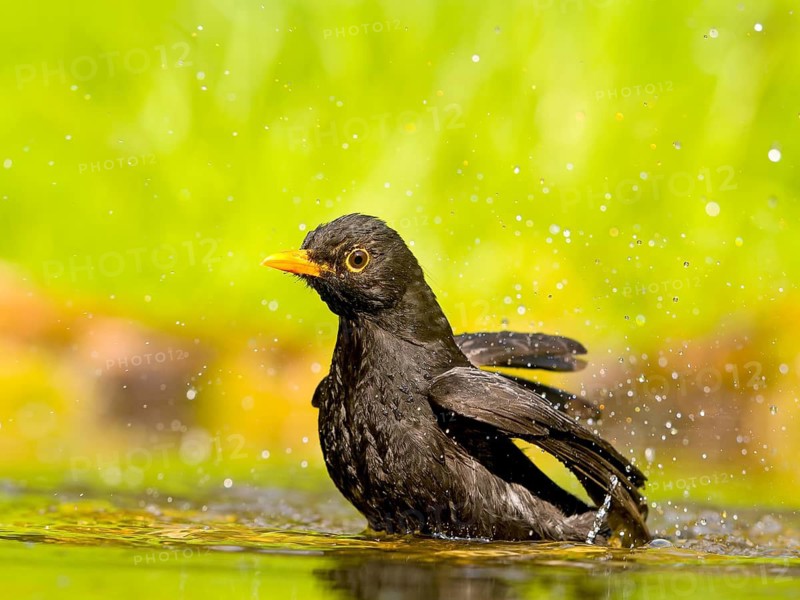 Blackbird (Turdus merula), male bathing in shallow water with water droplets, Solms, Hesse, Germany