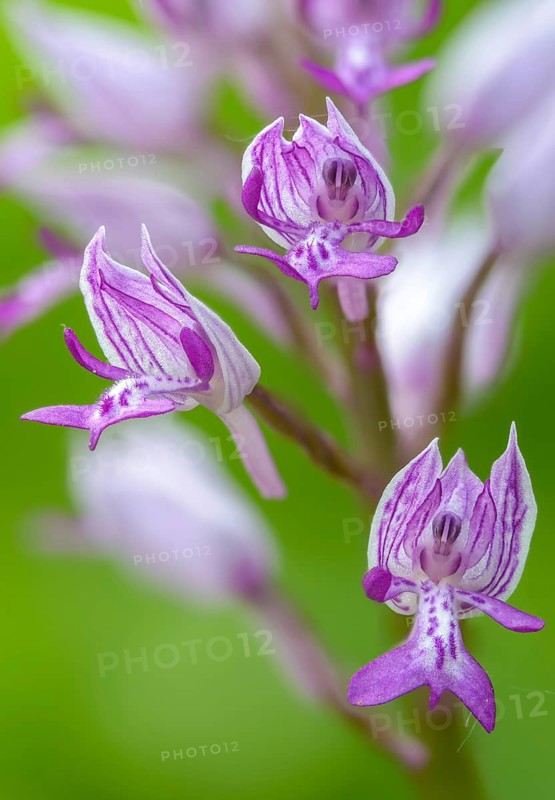 Helmet herb, orchidaceae, orchids, orchids, orchis militaris, flora, high size, portrait, military orchid, plants, plants