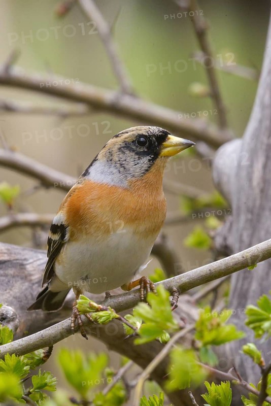 Mountain finch, brambling, fringilla montifringilla, birds, high size, portrait format, passeri, songbirds, birds