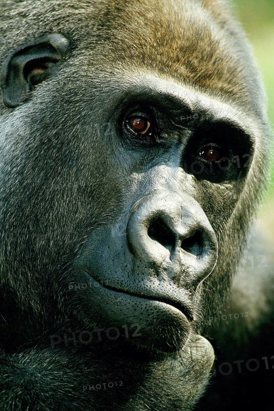 Gorilla, gorilla gorilla, male, portrait, captive