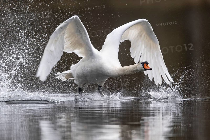 Mute Swan (Cygnus olor), Ahlhorn Fish Ponds, Ahlhorn, Lower Saxony, Germany