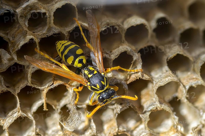 Brighter-colored paper wasp, French field wasp, gallic field wasp, house field wasp, hymenoptera, polistes dominula, vespidae, wrinkle wasp, field wasp, insects, insects