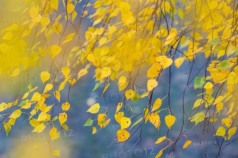 Leaves of a birch tree (Betula) in their natural colours on the shore of a lake, Aviemore, Scotland, United Kingdom