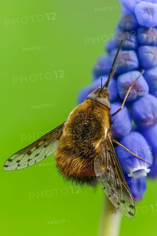 Bombylius Discolor, dotted bee-fly, spotted woolswear, diptera, high size, portrait format, insects, two-winged birds
