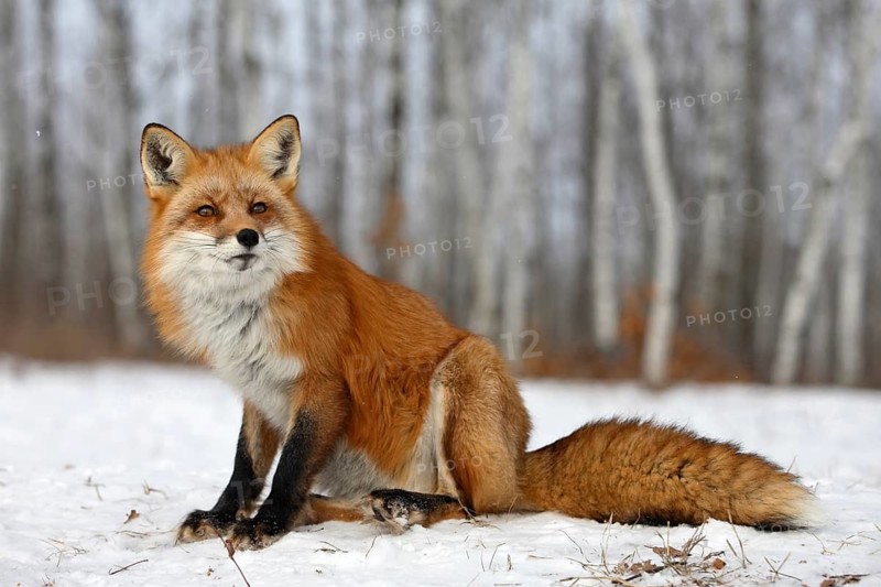 Red fox (Vulpes vulpes), Minnesota, USA: an adult fox sits in the snow-covered forest, looking intently
