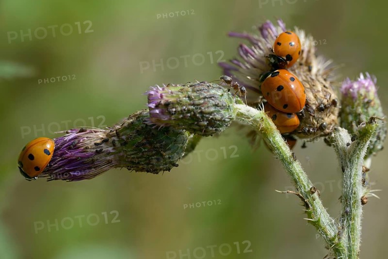 Coccinella septempunctata, seven-spotted ladybird, beetle, coleoptera, insects, beetles, seven-spot ladybird, seven-spotted ladybug