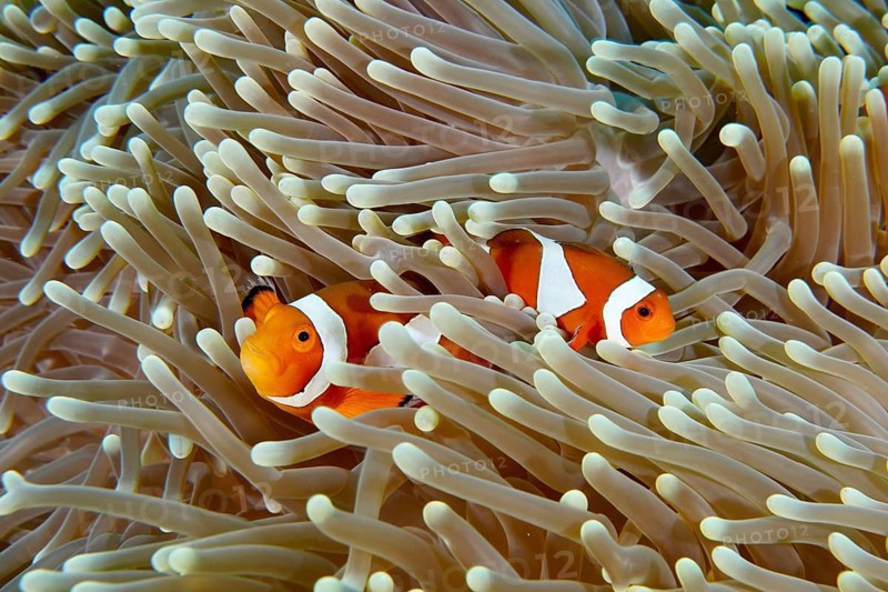 Two Ocellaris Clownfish (Amphiprion ocellaris), Nemo, swimming through the tentacles of a sea anemone, Coral Garden dive site, Menjangan, Bali, Indonesia