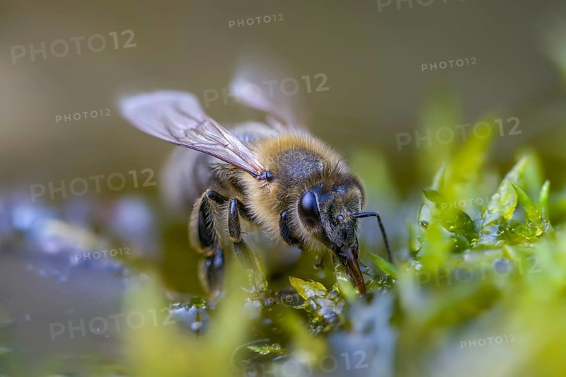 Apidae, apis mellifera, bees, European honey bee, European honeybee, hymenoptera, western honey bee, honey bee, honey bee, honey bee, insects, drinking, drinking, drinking, water