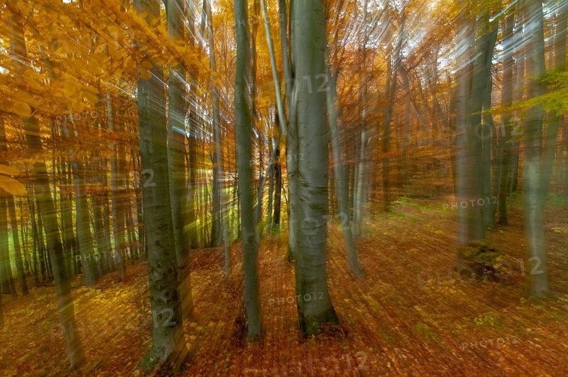 Atmosphere, autumn, tree, beech forest, trees, autumn, landscape, deciduous forest, mood, tree, forest, wood