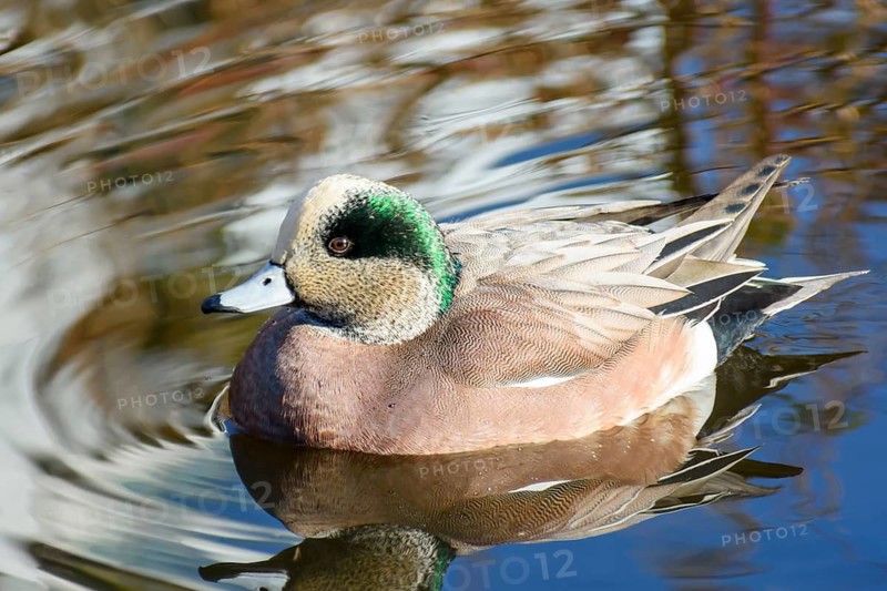 American Widgeon, (Anas americana), swimming in a pond, Vancouver, British Colmbia, Canada