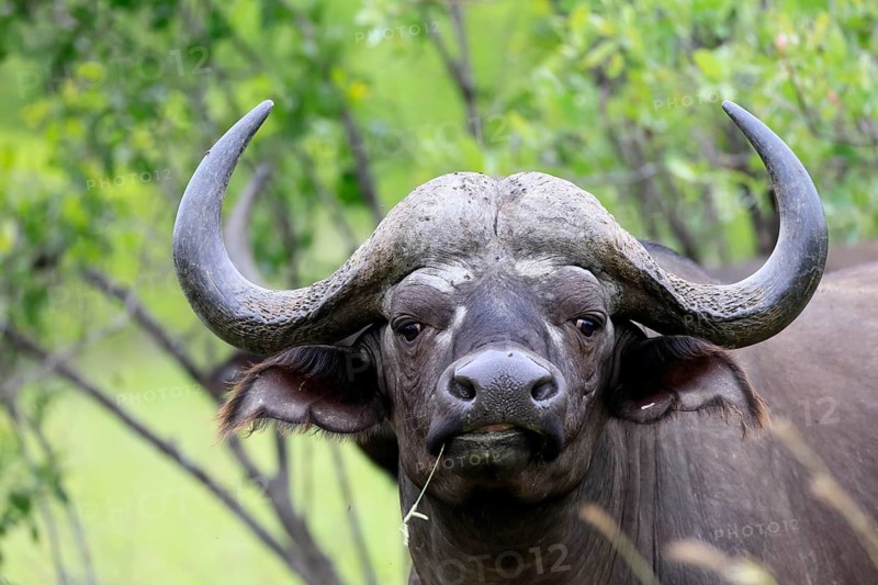 Cape buffalo (Syncerus caffer), adult, portrait, feeding, blade of grass, Kruger National Park, Limpopo Province, South Africa