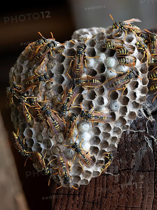 Brighter-colored paper wasp, French field wasp, gallic field wasp, house field wasp, hymenoptera, polistes dominula, vespidae, wrinkle wasp, field wasp, high size, portrait format, insects, nest