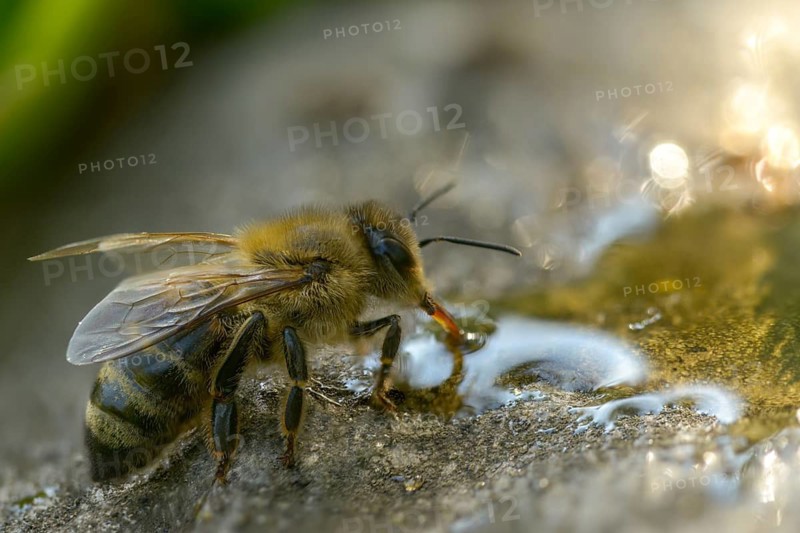 Apidae, apis mellifera, bees, European honey bee, European honeybee, hymenoptera, western honey bee, honey bee, honey bee, honey bee, insects, drink, water, watering place