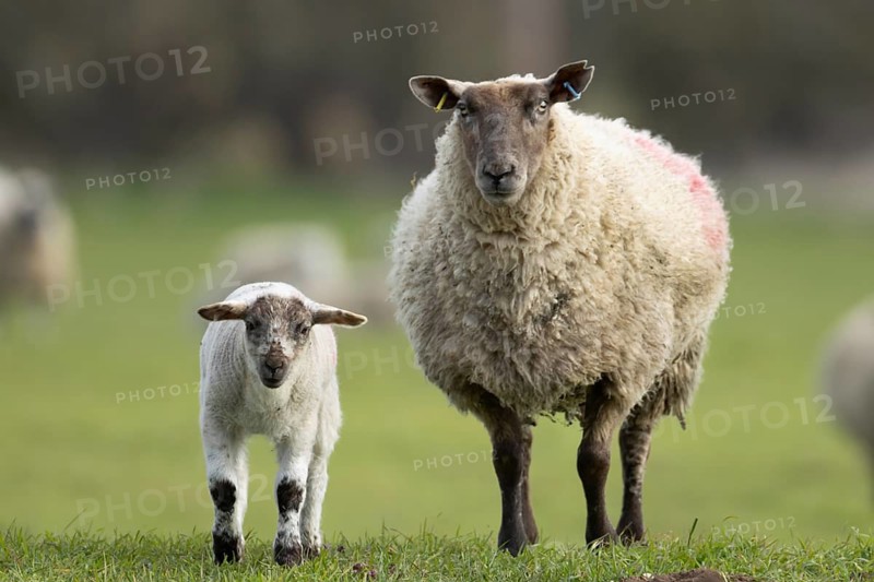 Domestic sheep (Ovis aries) adult mother ewe and juvenile baby lamb farm animals in a grass field in spring, England, United Kingdom