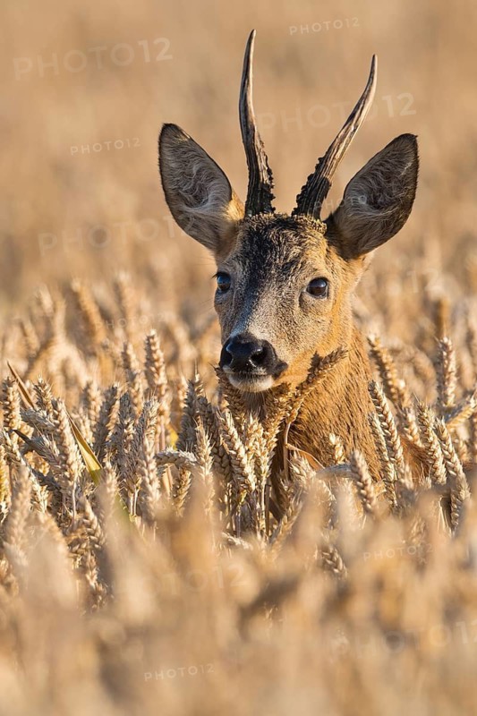 A roe deer (Capreolus capreolus) in a cereal field during the leaf-growing season, Vechta, Lower Saxony, Germany