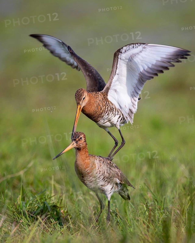 Black-tailed Godwit (Limosa limosa) mating in a wet meadow, Lake Dümmer, Ochsenmoor, Lembruch, Lower Saxony, Germany
