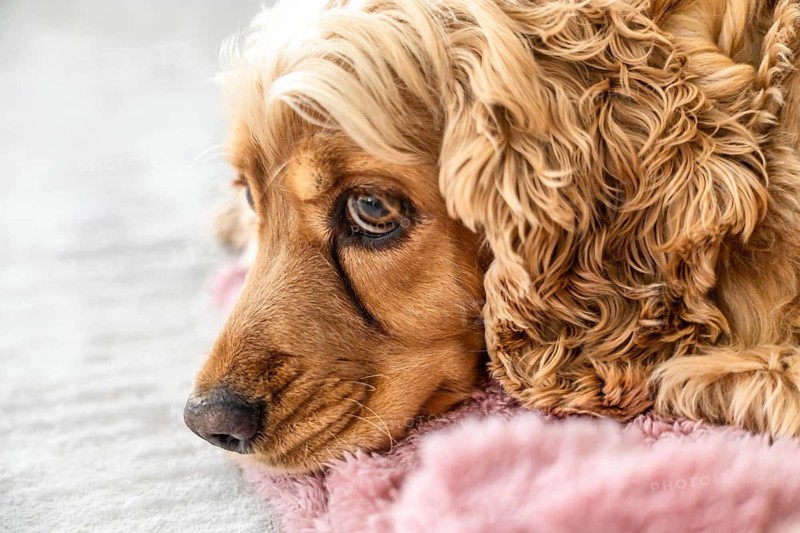 Close up of a sad cocker spaniel with brown tear stains beneath the eyes. Concept of animal care, dog health and the importance of veterinary attention