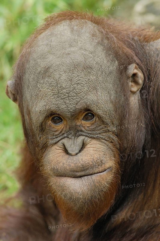 Young orangutan making grimaces, Pongo pygmaeus