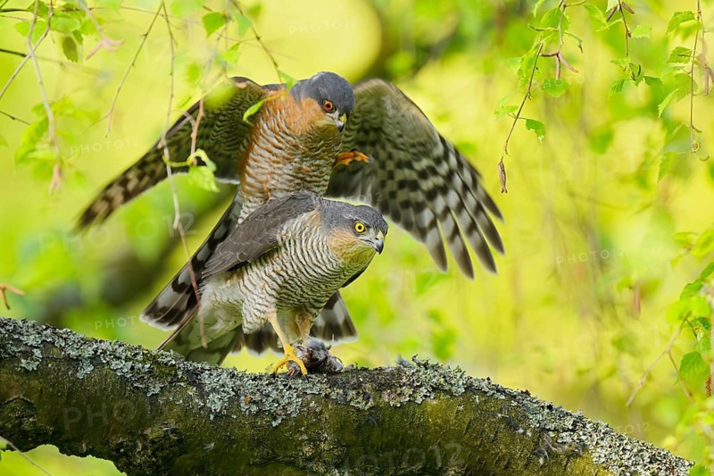 Eurasian Sparrowhawk (Accipiter nisus), male and female mating, North Rhine-Westphalia, Germany