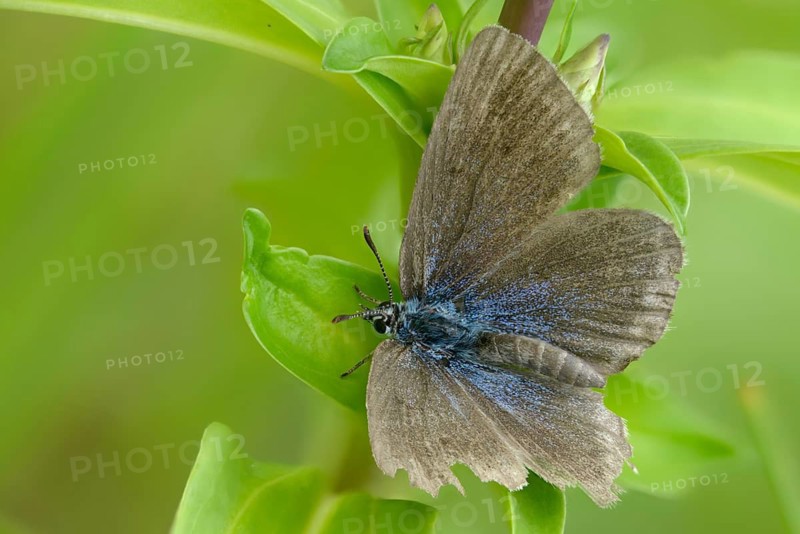 Glaucopsyche Alcon ssp. rebeli, glaucopsyche rebeli, cruciferous ant blue, maculinea rebeli, phengaris alcon ssp. rebeli, phengaris rebeli, flown off, butterfly, female, insects, butterfly, butterflies, butterflies, butterflies, female