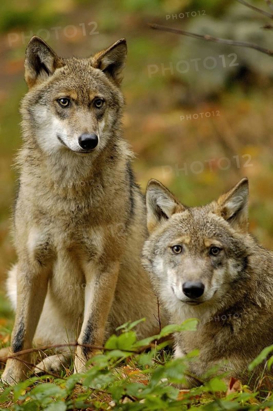 Wolf in the Bavarian Forest National Park, Germany Canis Lupus, NP Bavaria Forest, Germany, Bavarian Forest National Park, Bavaria, Germany