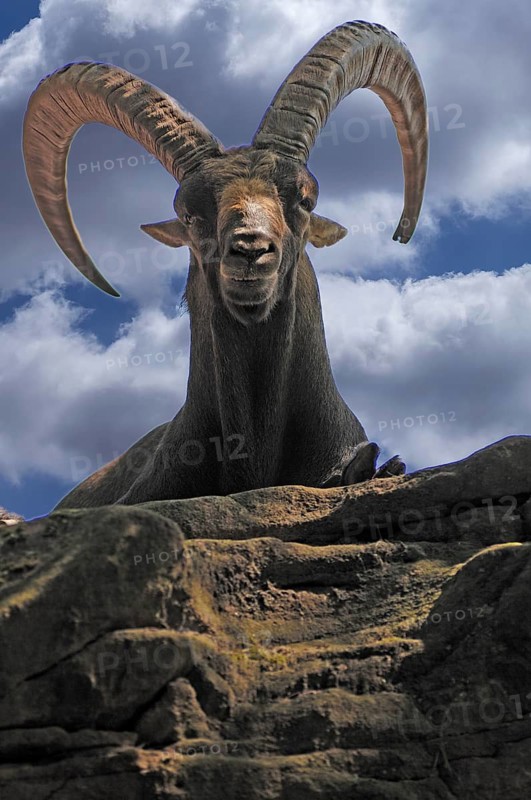 Alpine ibex, Alpine Ibex, im Nürnberger Tiergarten, Am Tiergarten 30, Nuremberg, Middle Franconia, Bavaria, Germany, Eruopa