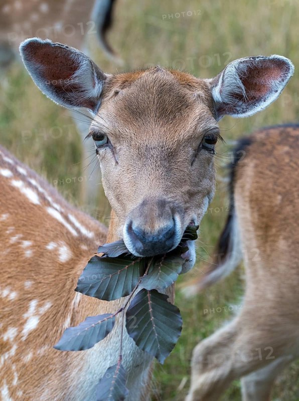 Dama dama, fallow deer, game bite, fallow deer, high size, portrait format, mammals, mammals, bite