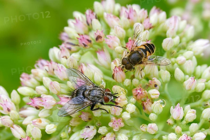 Eoseristalis interrupta, Eristalis interrupta, Eristalis interruptus, groin-wedge hoverfly, wedge-spotted hoverfly, medium drone fly, medium wedge spotted hoverfly, caterpillar fly spec.2., hoverflies, Syrphidae, tachinidae spec., Diptera, insects, hoverfly, two-winged