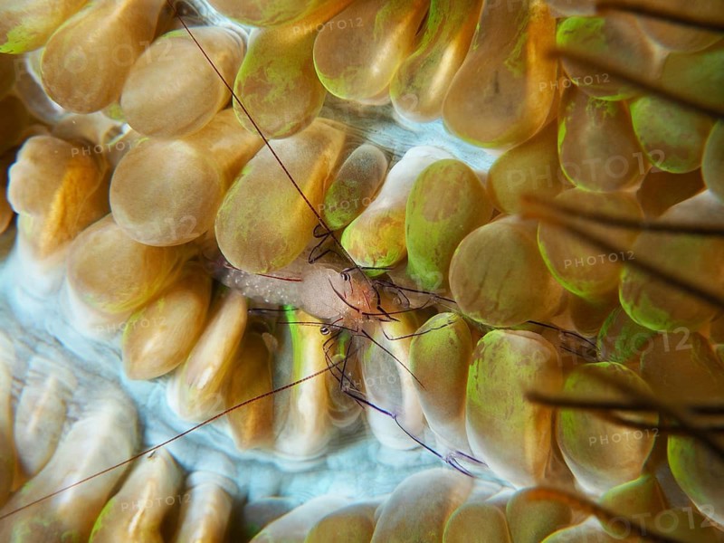 Close-up of a shrimp, the Philippine bubble coral shrimp (Palaemonella philippinensis), sitting amongst yellow and green corals, Prapat dive site, Penyapangan, Bali, Indonesia