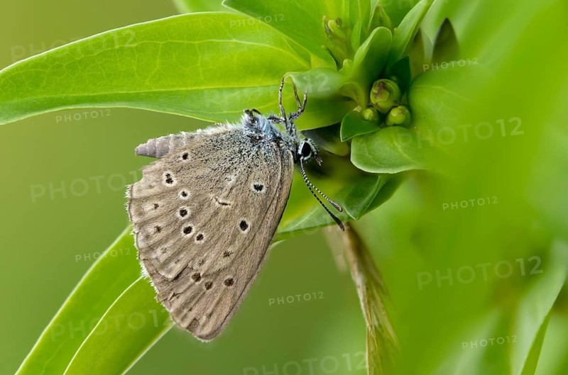 Glaucopsyche Alcon ssp. rebeli, glaucopsyche rebeli, cruciferous ant blue, maculinea rebeli, phengaris alcon ssp. rebeli, phengaris rebeli, butterfly, female, insects, butterfly, butterflies, butterflies, female