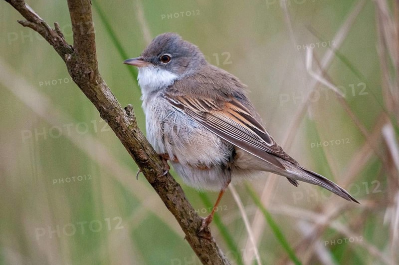 2009, Brandenburg, Warbler, Germany, Nabu, national natural heritage, natural paradise Grünhaus, Sylvia Communis, whitethroat, post-mining landscape, birds, spring, garden, song, green house, male, passeri, singing, songbirds, song birds, spring, birds