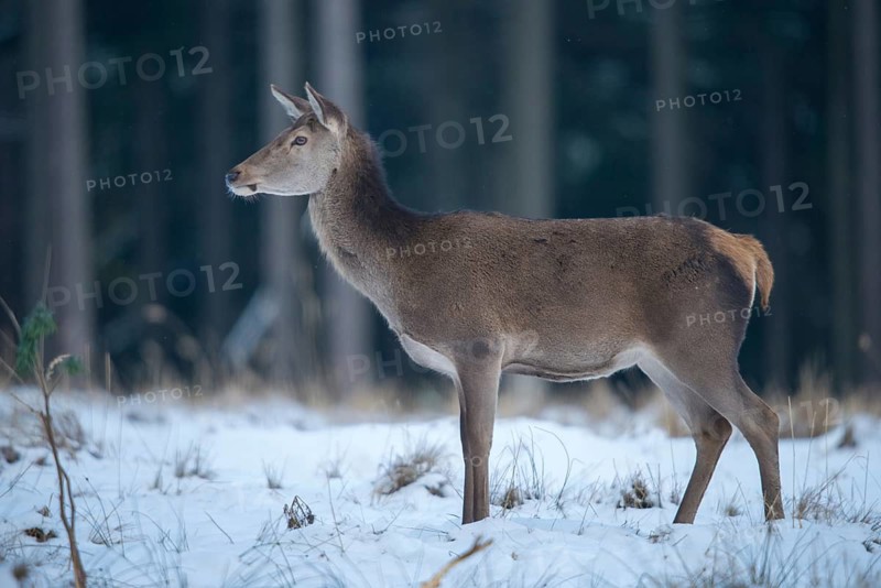 Artiodactyla, Cervus Elaphus, even-toed ungulate, cloven-hoofed, red deer, deer, deer, mammals, snow, mammals, winter