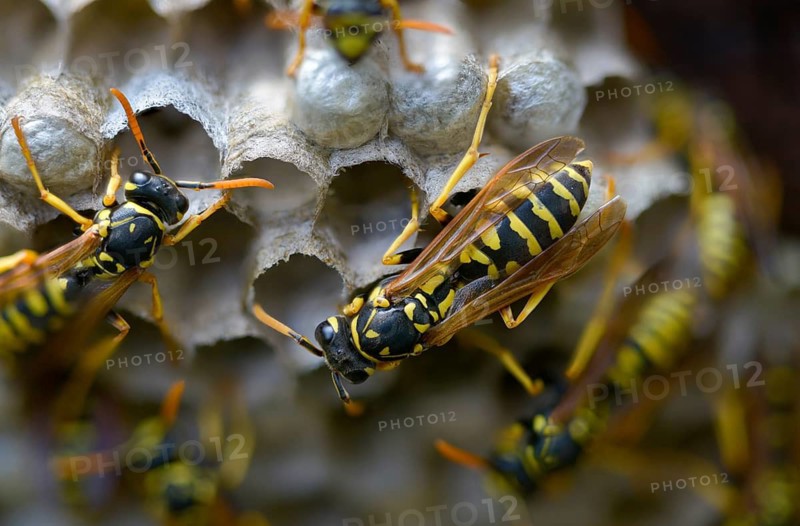 Brighter-colored paper wasp, French field wasp, gallic field wasp, house field wasp, hymenoptera, polistes dominula, vespidae, wrinkle wasp, field wasp, insects, nest